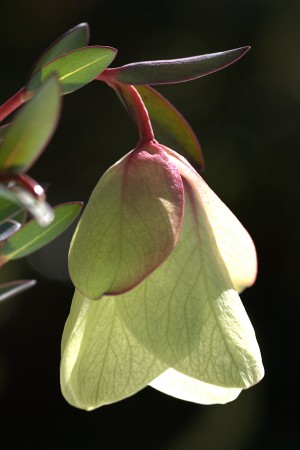 Qualup Bell Flower